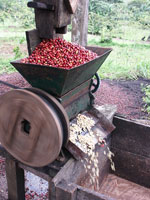 Extraction des grains de café